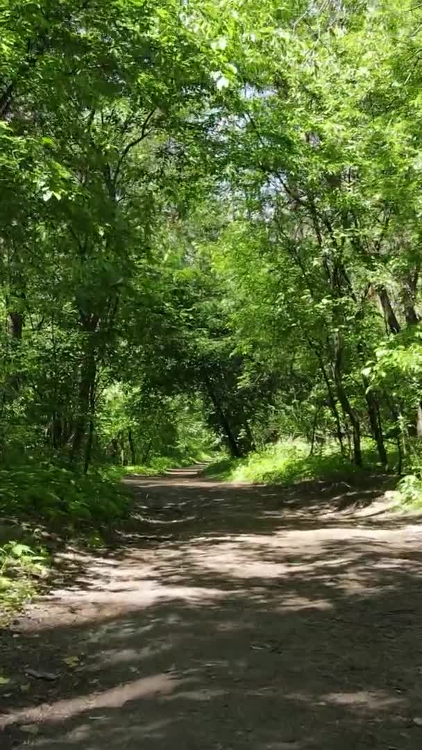 Vertikal video antenn vy inne i en grön skog med träd på sommaren — Stockvideo