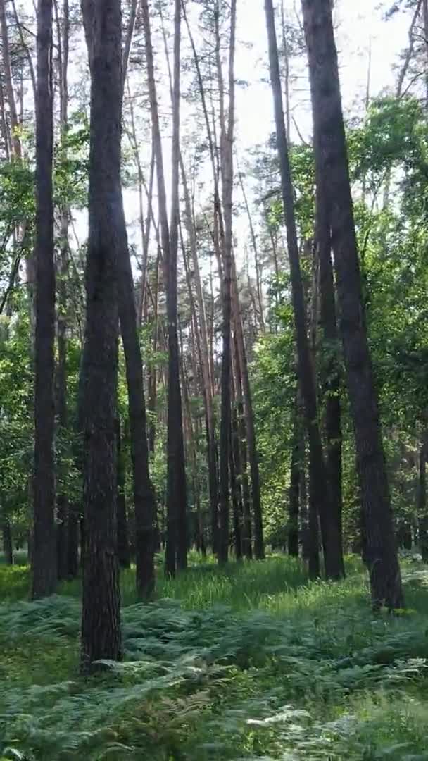 Vídeo vertical vista aérea dentro de uma floresta verde com árvores no verão — Vídeo de Stock