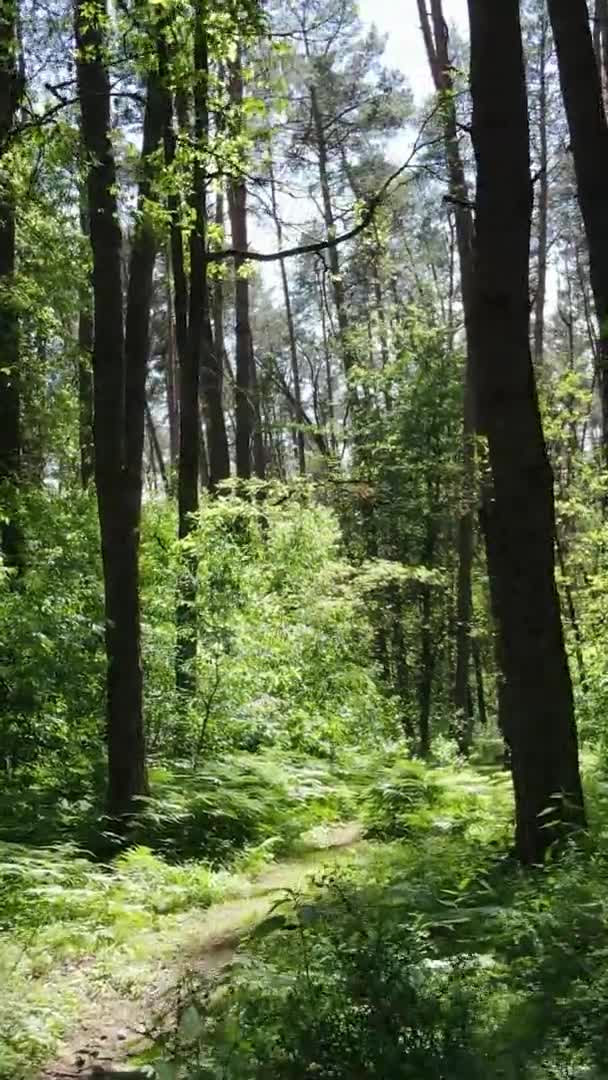 Vídeo vertical vista aérea dentro de uma floresta verde com árvores no verão — Vídeo de Stock