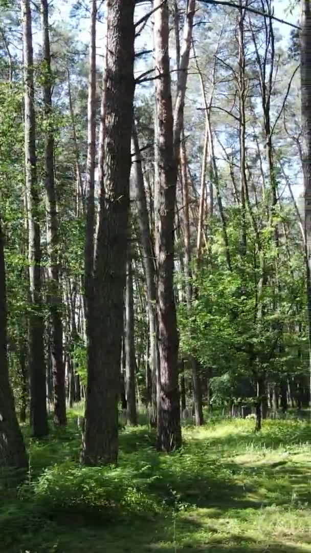 Vídeo vertical vista aérea dentro de uma floresta verde com árvores no verão — Vídeo de Stock