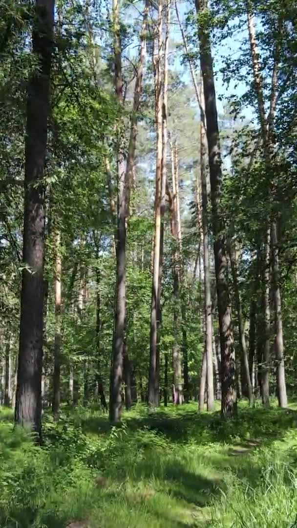 Video verticale vista aerea all'interno di una foresta verde con alberi in estate — Video Stock