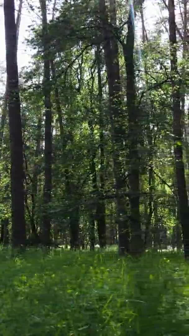 Vídeo vertical vista aérea dentro de uma floresta verde com árvores no verão — Vídeo de Stock