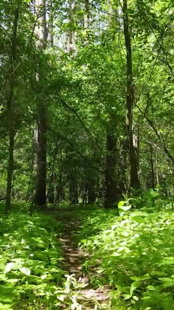 Vertikal video antenn vy inne i en grön skog med träd på sommaren — Stockvideo