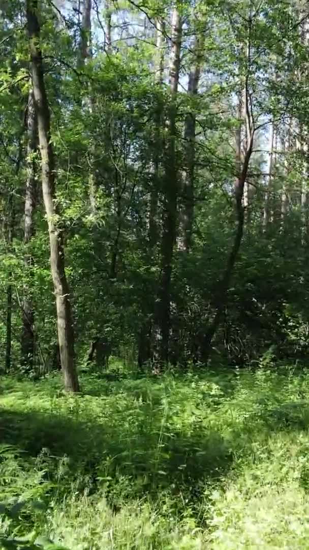 여름에 나무가 있는 푸른 숲 속의 수직 영상 — 비디오