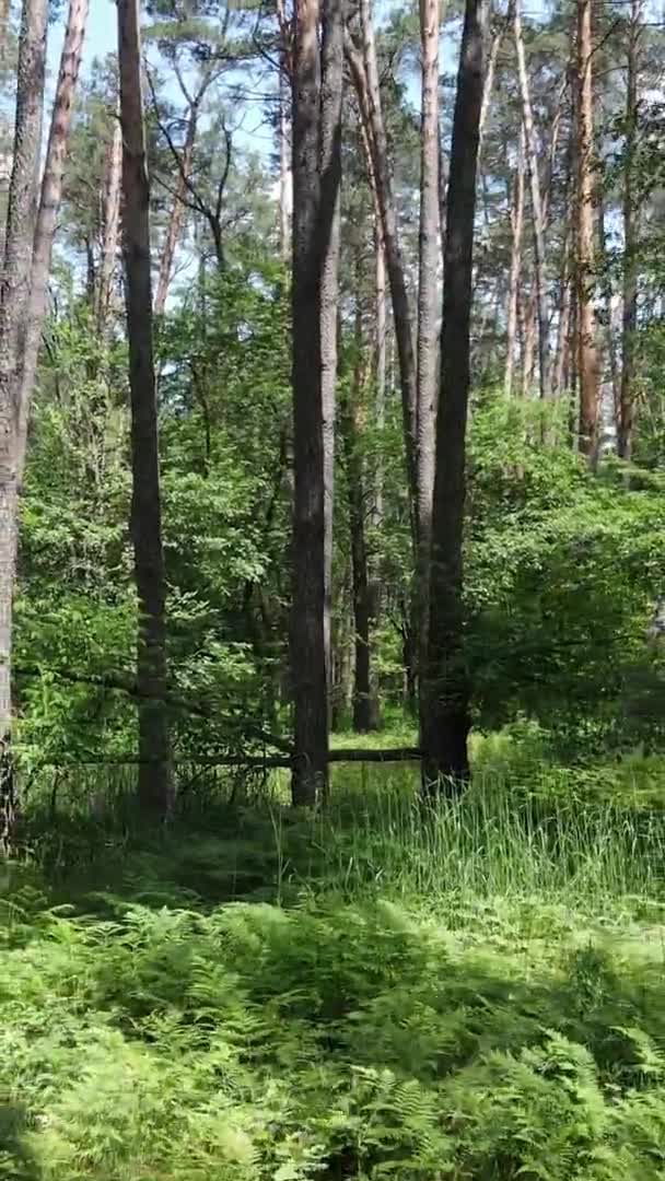 Függőleges videó antenna belsejében egy zöld erdő fák nyáron — Stock videók