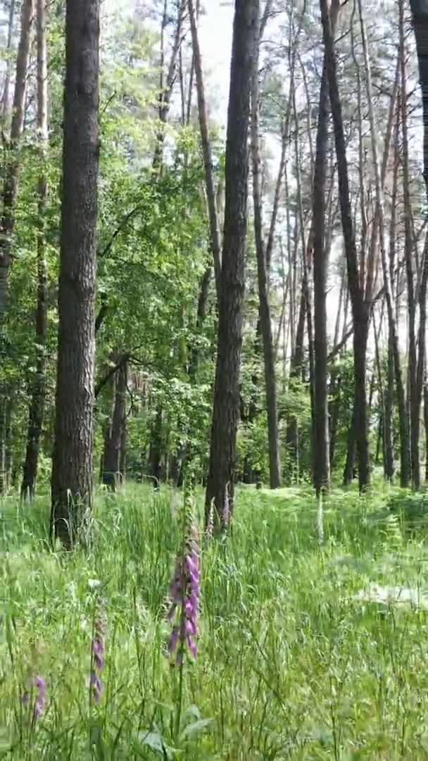 Vertikal video antenn vy inne i en grön skog med träd på sommaren — Stockvideo