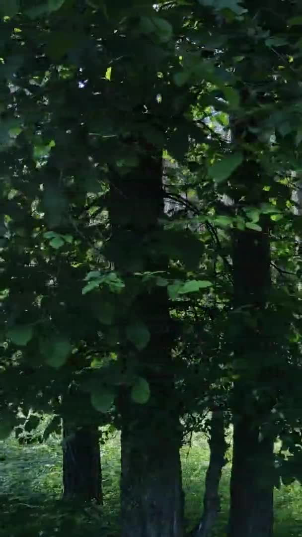 Vertikale Video-Luftaufnahme in einem grünen Wald mit Bäumen im Sommer — Stockvideo