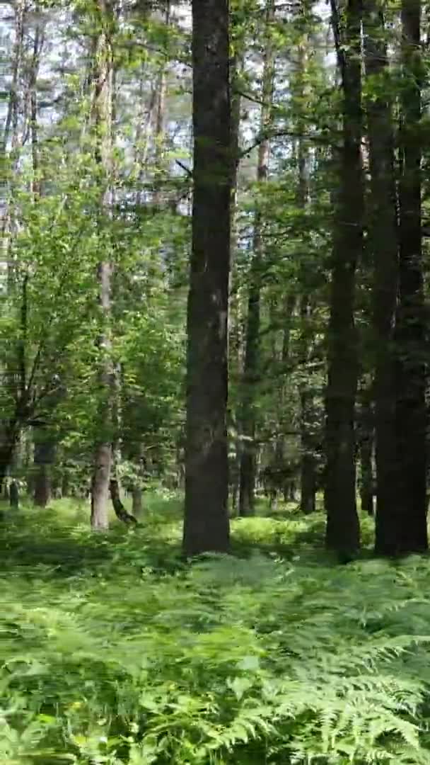 Verticale video luchtfoto zicht in een groen bos met bomen in de zomer — Stockvideo