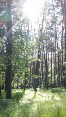 Yazın ağaçlı yeşil bir ormanın içinde dikey video görüntüsü