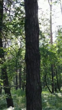 Yazın ağaçlı yeşil bir ormanın içinde dikey video görüntüsü