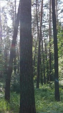 Yazın ağaçlı yeşil bir ormanın içinde dikey video görüntüsü