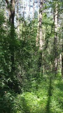 Yazın ağaçlı yeşil bir ormanın içinde dikey video görüntüsü