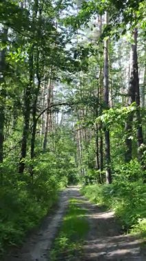 Yazın ağaçlı yeşil bir ormanın içinde dikey video görüntüsü