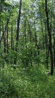 Yazın ağaçlı yeşil bir ormanın içinde dikey video görüntüsü