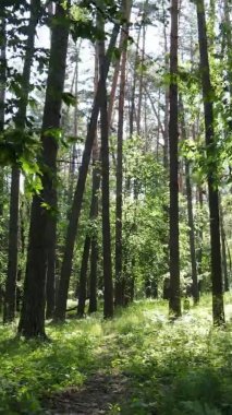 Yazın ağaçlı yeşil bir ormanın içinde dikey video görüntüsü