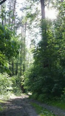 Yazın ağaçlı yeşil bir ormanın içinde dikey video görüntüsü
