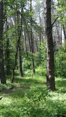 Yazın ağaçlı yeşil bir ormanın içinde dikey video görüntüsü