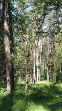 Yazın ağaçlı yeşil bir ormanın içinde dikey video görüntüsü