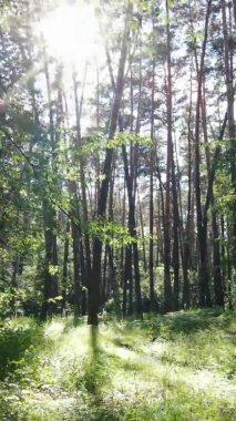 Yazın ağaçlı yeşil bir ormanın içinde dikey video görüntüsü