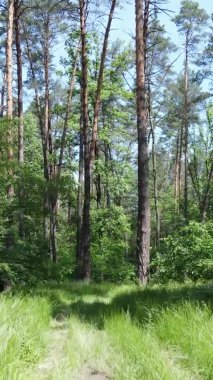 Yazın ağaçlı yeşil bir ormanın içinde dikey video görüntüsü