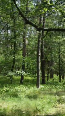 Yazın ağaçlı yeşil bir ormanın içinde dikey video görüntüsü