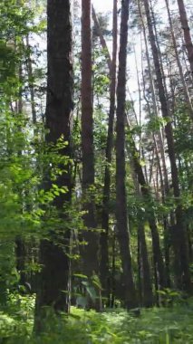 Yazın ağaçlı yeşil bir ormanın içinde dikey video görüntüsü