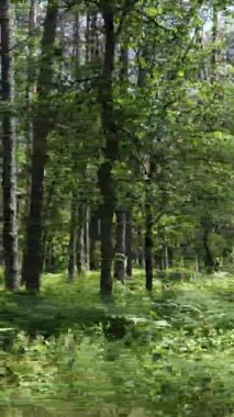 Yazın ağaçlı yeşil bir ormanın içinde dikey video görüntüsü