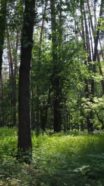 Yazın ağaçlı yeşil bir ormanın içinde dikey video görüntüsü