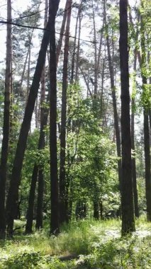 Yazın ağaçlı yeşil bir ormanın içinde dikey video görüntüsü