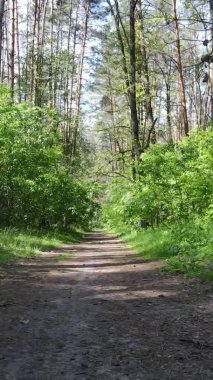 Yazın ağaçlı yeşil bir ormanın içinde dikey video görüntüsü
