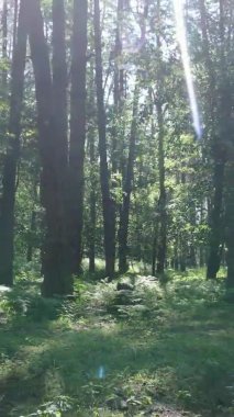 Yazın ağaçlı yeşil bir ormanın içinde dikey video görüntüsü