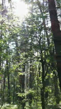 Yazın ağaçlı yeşil bir ormanın içinde dikey video görüntüsü