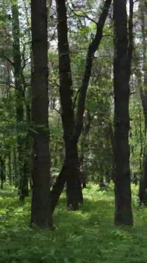 Yazın ağaçlı yeşil bir ormanın içinde dikey video görüntüsü