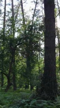 Yazın ağaçlı yeşil bir ormanın içinde dikey video görüntüsü