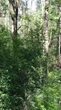 Yazın ağaçlı yeşil bir ormanın içinde dikey video görüntüsü