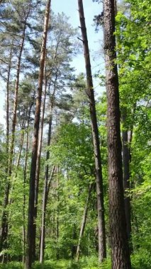 Yazın ağaçlı yeşil bir ormanın içinde dikey video görüntüsü