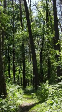 Yazın ağaçlı yeşil bir ormanın içinde dikey video görüntüsü