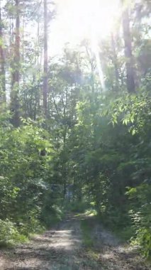 Yazın ağaçlı yeşil bir ormanın içinde dikey video görüntüsü