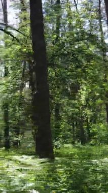 Yazın ağaçlı yeşil bir ormanın içinde dikey video görüntüsü