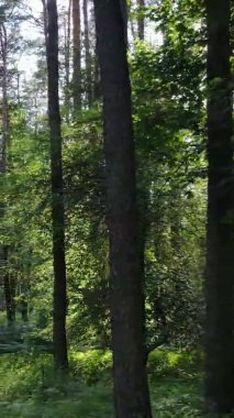 Yazın ağaçlı yeşil bir ormanın içinde dikey video görüntüsü