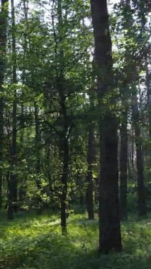 Yazın ağaçlı yeşil bir ormanın içinde dikey video görüntüsü
