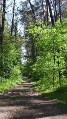 Yazın ağaçlı yeşil bir ormanın içinde dikey video görüntüsü