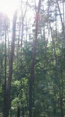 Yazın ağaçlı yeşil bir ormanın içinde dikey video görüntüsü