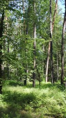 Yazın ağaçlı yeşil bir ormanın içinde dikey video görüntüsü