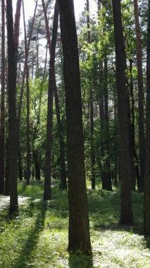 Yazın ağaçlı yeşil bir ormanın içinde dikey video görüntüsü