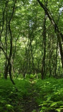 Yazın ağaçlı yeşil bir ormanın içinde dikey video görüntüsü