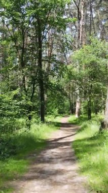 Yazın ağaçlı yeşil bir ormanın içinde dikey video görüntüsü