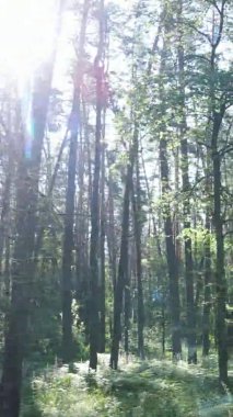 Yazın ağaçlı yeşil bir ormanın içinde dikey video görüntüsü