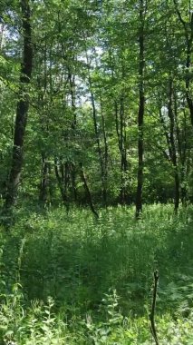 Yazın ağaçlı yeşil bir ormanın içinde dikey video görüntüsü