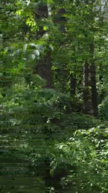 Yazın ağaçlı yeşil bir ormanın içinde dikey video görüntüsü